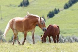 Tylicz Atrakcja Jazda konna Farma LaMa